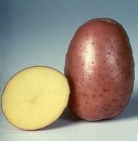Ранние сорта картофеля - Картофель семенной