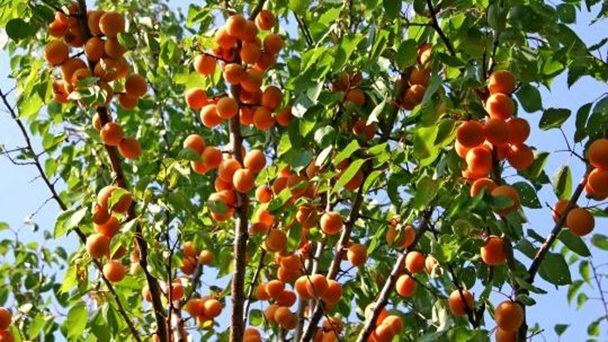 Описание сорта абрикоса Алёша