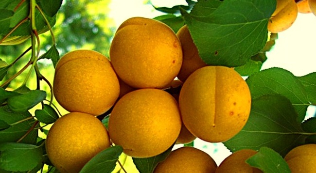 описание сорта абрикоса Водолей