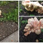 Strange yellow mushrooms appeared in Moscow and Moscow region