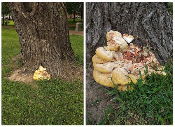 что за желтые грибы на деревьях Москвы