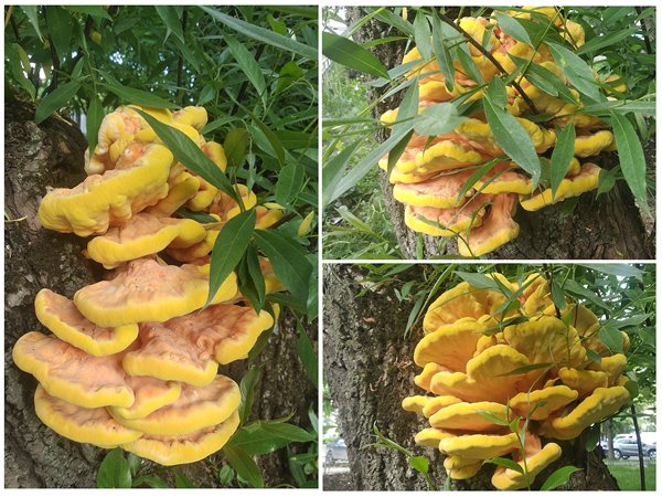 желтые грибы на деревьях Москвы